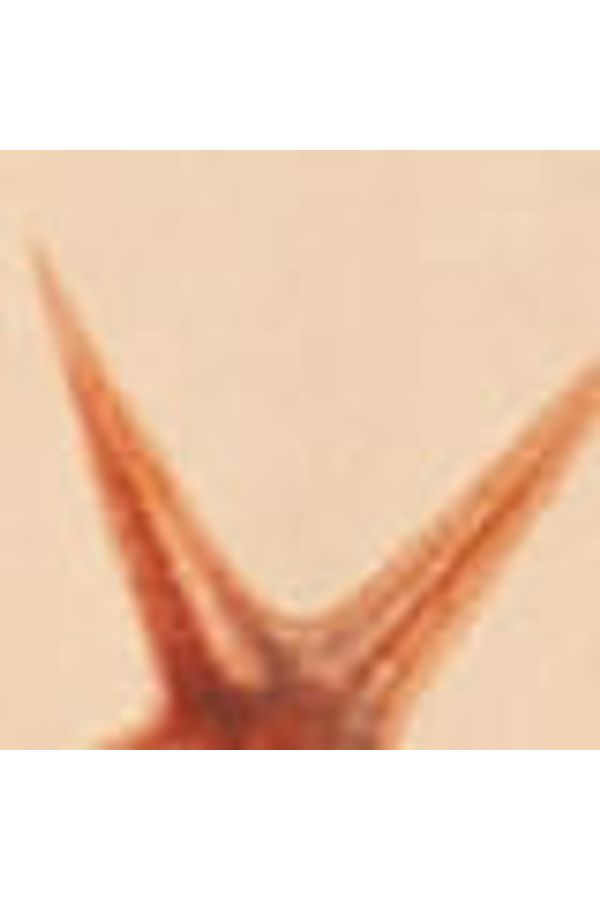 Top Amarracao Fig Estrelas